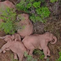 500 kilometrelik yolculuğun ardından mola veren göçebe filler