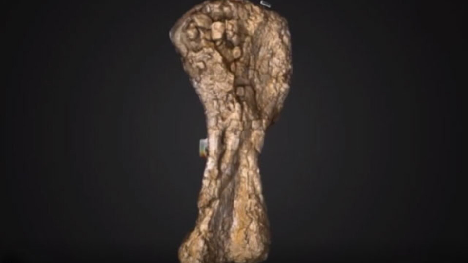 İlk parçası çiftlikte keşfedildi! Boyu 30 metre