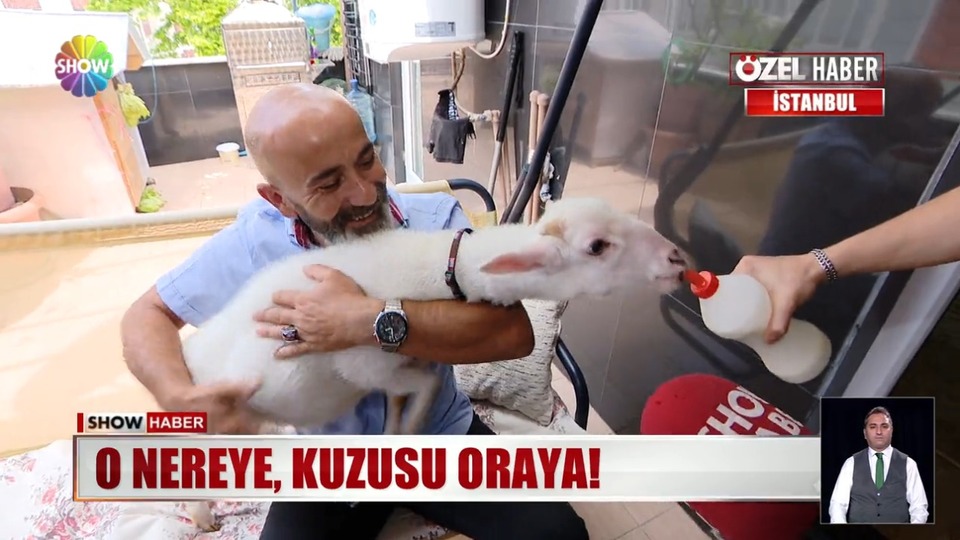 O nereye, kuzusu oraya!