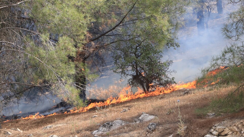 Şanlıurfa'da korkutan orman yangınları!