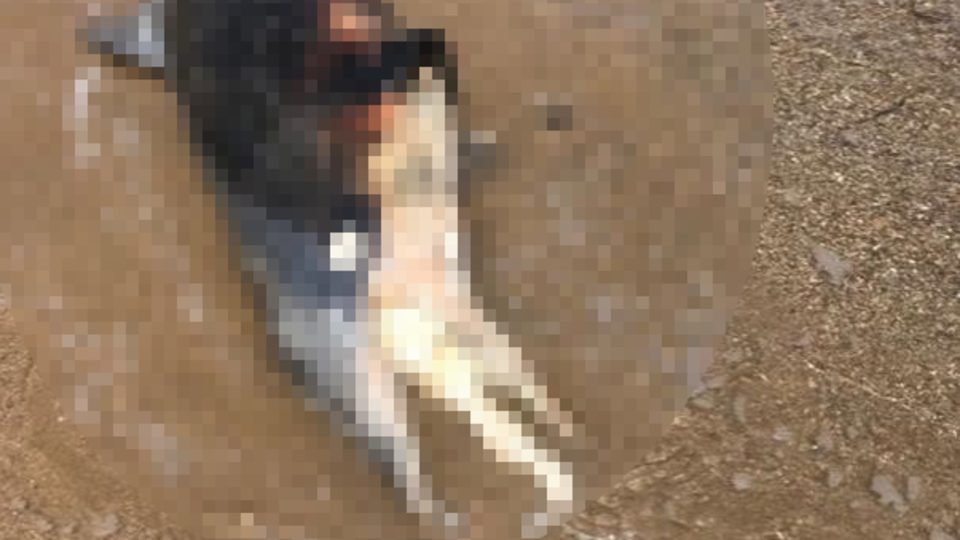 Manavgat'ta sahile ölü yunus vurdu