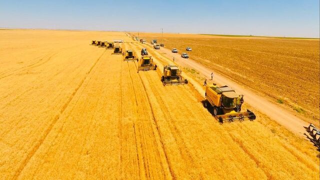 Urfa'da dev hasat