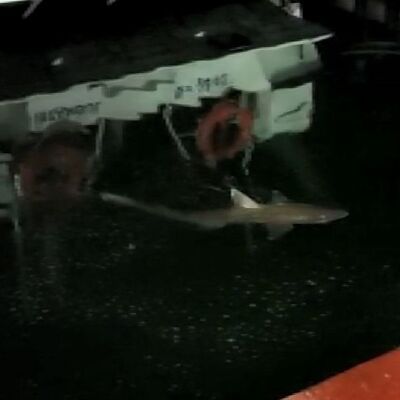 Boyu: 2 metre! Haliç'te köpek balığı!