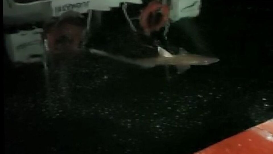 Boyu: 2 metre! Haliç'te köpek balığı!