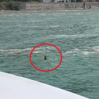 Müsilajların arasında can pazarı!