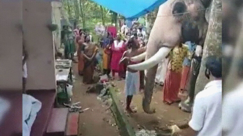 Vefalı fil duygulandırdı! Bakıcısı ölünce...