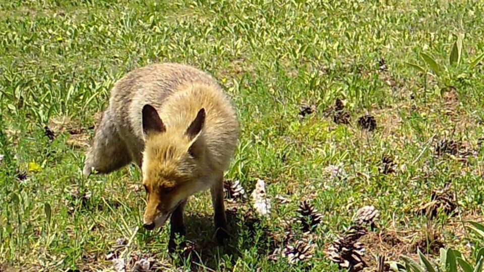 Yaban hayatı fotokapanla görüntülendi