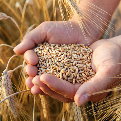 Tarım 5.0’a geçmezsek ekmek 5 TL olur