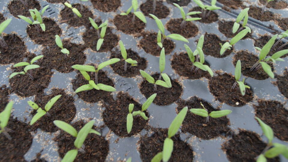 Evde süs bitkisi ve fide yetiştiriyorsanız dikkat!