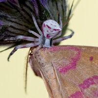 Manisa'da görüldü! İnsan yüzüne benzetiliyor