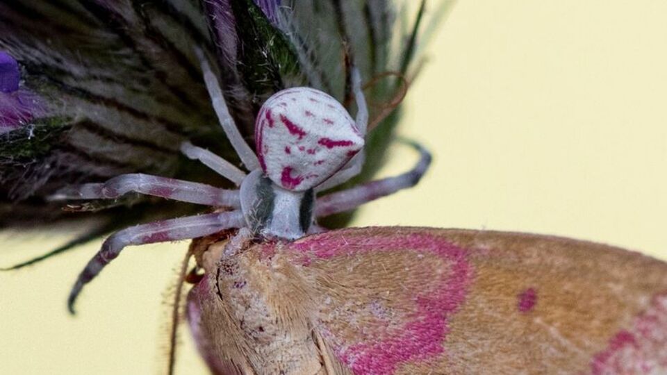 Manisa'da görüldü! İnsan yüzüne benzetiliyor
