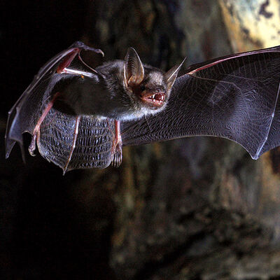 Çin'den korkutan açıklama! 24 yeni tip koronavirüs!