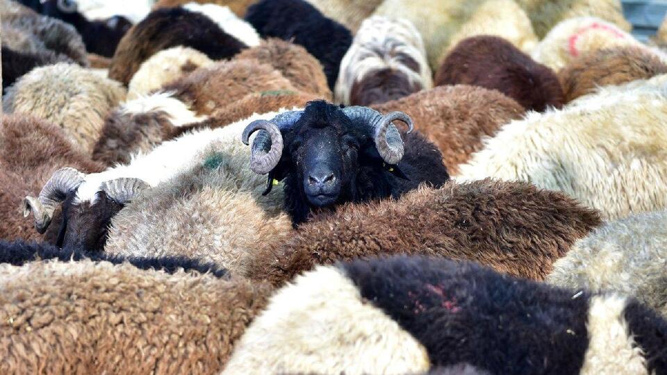 Kurban Bayramı ne zaman?