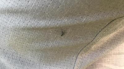 Öldürücü hastalığı bakterili sivrisinekle yendiler!