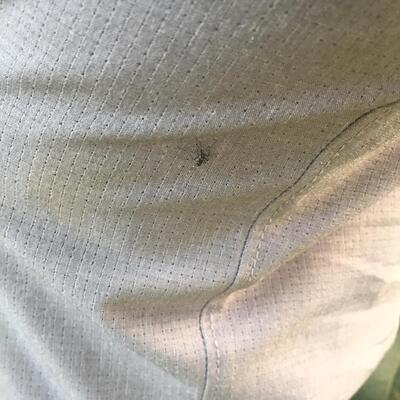 Öldürücü hastalığı bakterili sivrisinekle yendiler!