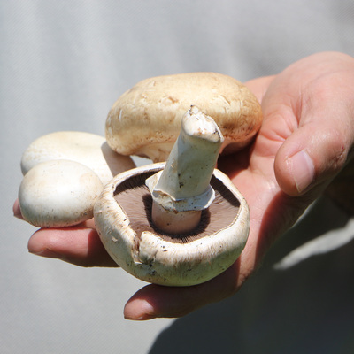 Adı: Ölüm meleği! Çok önemli uyarı!