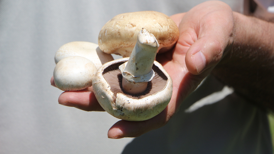 Adı: Ölüm meleği! Çok önemli uyarı!