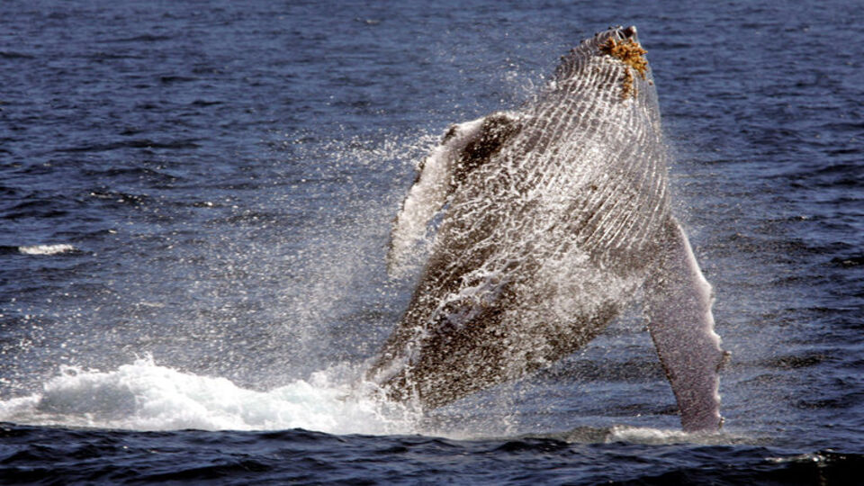 Istakoz yakalamak isterken dehşeti yaşadı... Balina yuttu