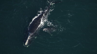 ABD'de dev balina ıstakoz avcısını alıp tükürdü!