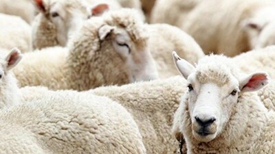 Kurban Bayramı ne zaman?