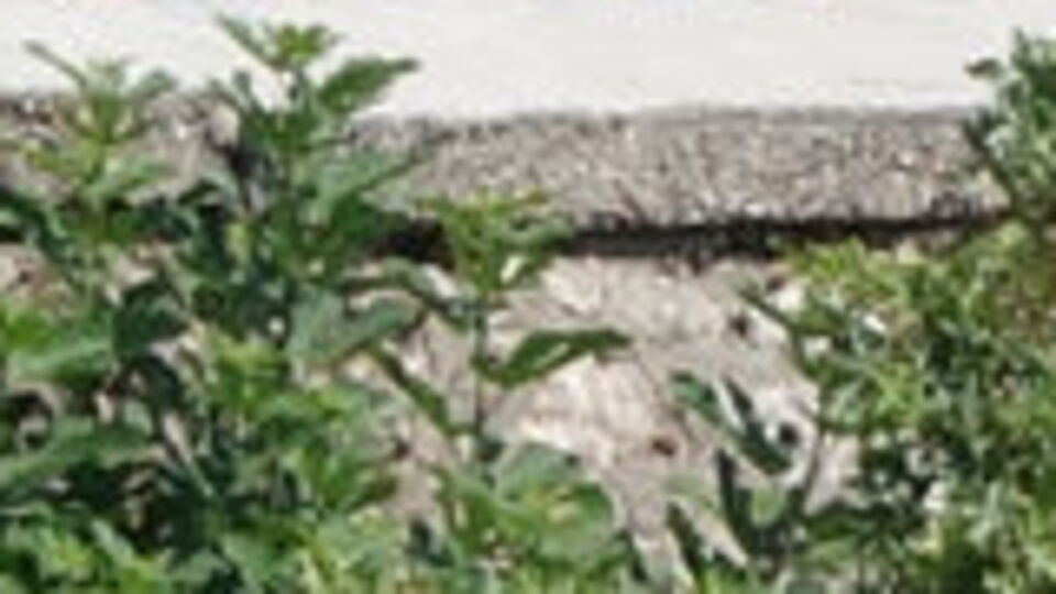 Ekipler can, kalabalık ise seyir derdinde!