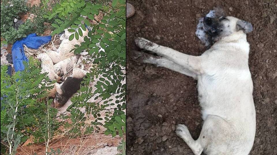 Mesire alanında zehirli katliam!