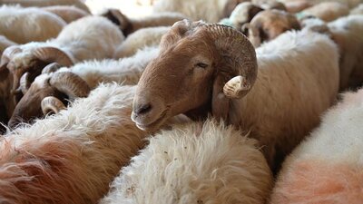 Kurban Bayramı ne zaman?