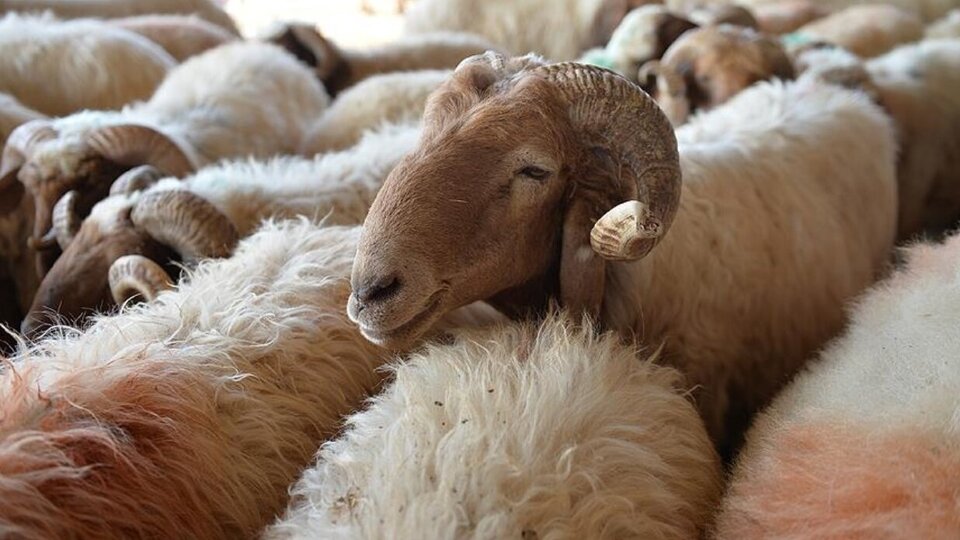 Kurban Bayramı ne zaman?