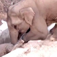 Su kanalına düşen yavru fili başka bir fil kurtardı