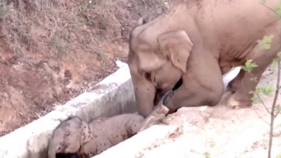 Su kanalına düşen yavru fili başka bir fil kurtardı