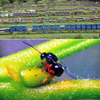 Bir kentte daha görüldü! 'Katil' gal arısı!