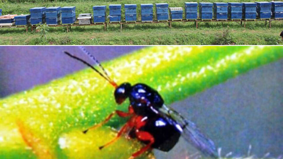 Bir kentte daha görüldü! 'Katil' gal arısı!