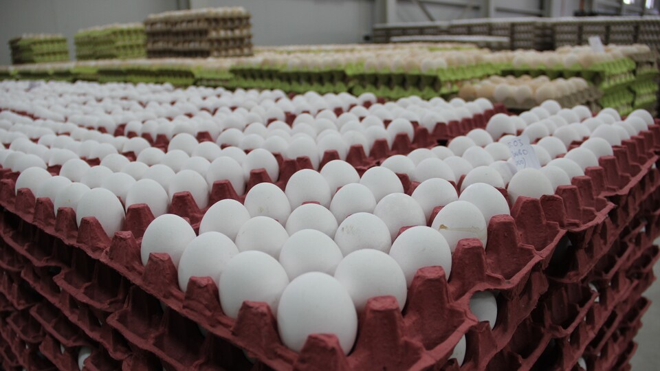 Yumurta ihracatında yüzde 63'lük artış