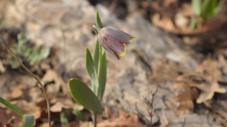 20 tanesi sadece ülkemizde bulunuyor... Hatay'da keşfedildi