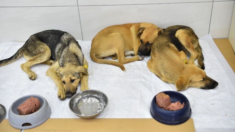 Zehirlenen yavru köpeklerden iyi haber