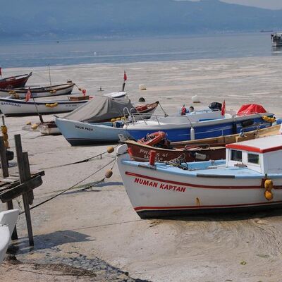 Müsilajın balık ve midyeye etkisi var mı?