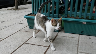 Küçükçekmece'de dehşete düşüren olay