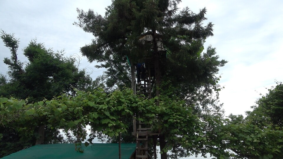 Yıllar önce ağaçtan düştü! İlk fırsatta bunu yaptı