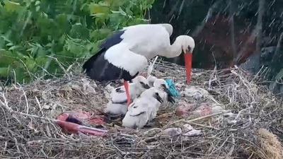 Yavrularına siper olduğu anlar kamerada!