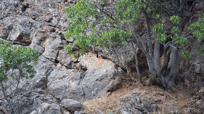 Nesli koruma altında... Yavruları görüntülendi!