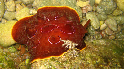 Turuncu poşet zannetti, bakın ne çıktı!