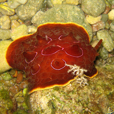 Turuncu poşet zannetti, bakın ne çıktı!