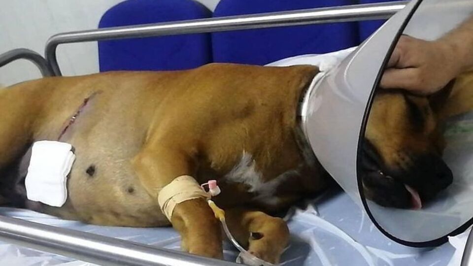 Havlıyor diye köpeği vurdular!