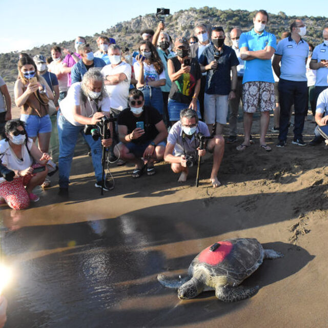 Tedavileri tamamlanan caretta carettalar denize bırakıldı