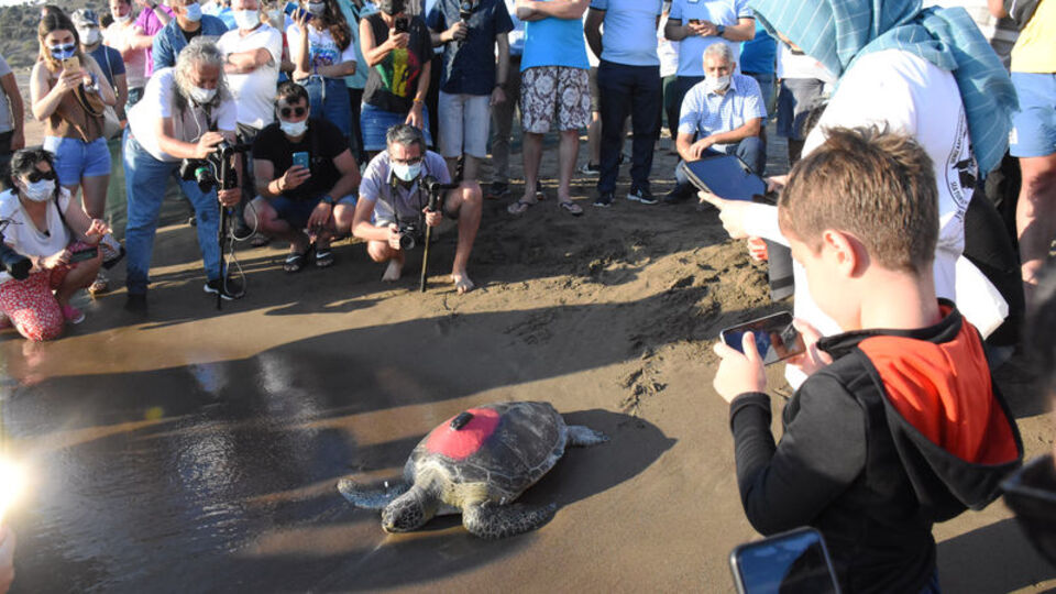 Tedavileri tamamlanan caretta carettalar denize bırakıldı