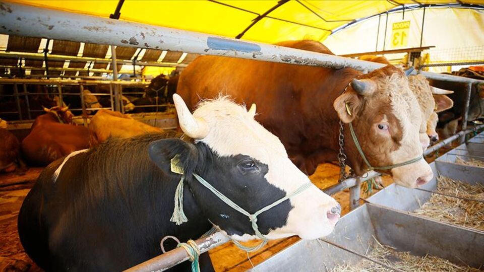 'Kurbanlık ithalatına ihtiyacımız yok'