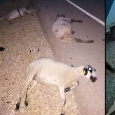 Koyunları katletti, arkasına bile bakmadı
