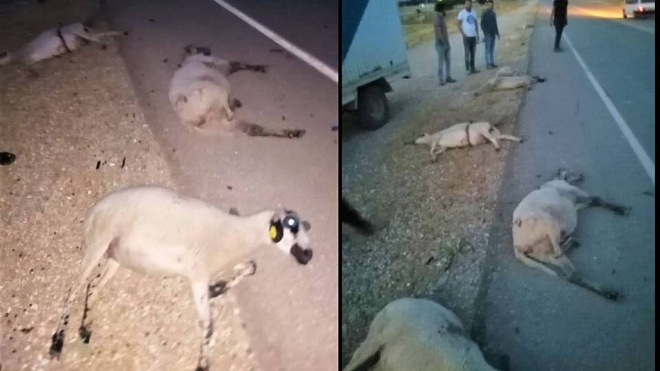Koyunları katletti, arkasına bile bakmadı