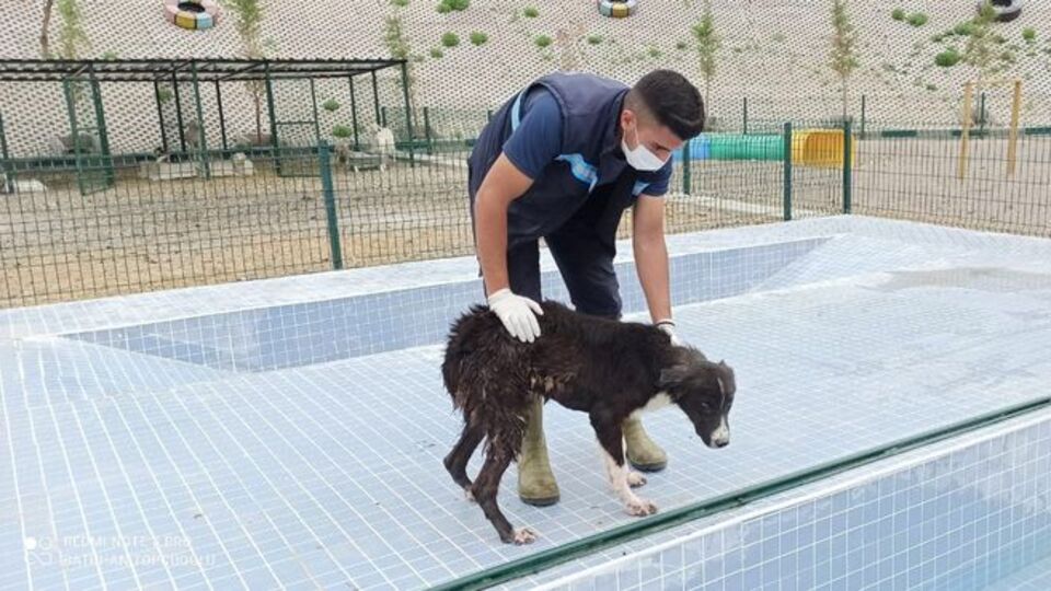Sincan'da sokak köpekleri için 'Eğitim Parkuru'