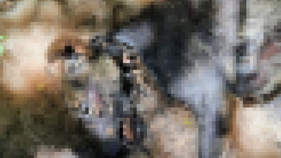 Vahşet! Köpekleri kesip yaktılar